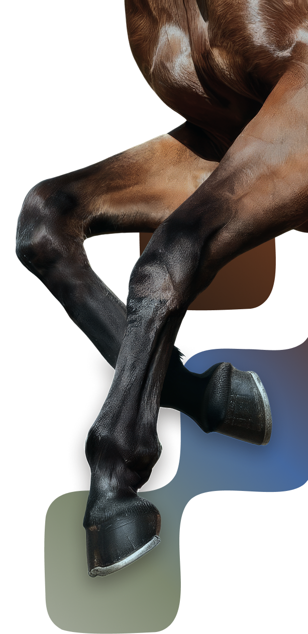 Close-up of healthy horse leg showing joint mobility